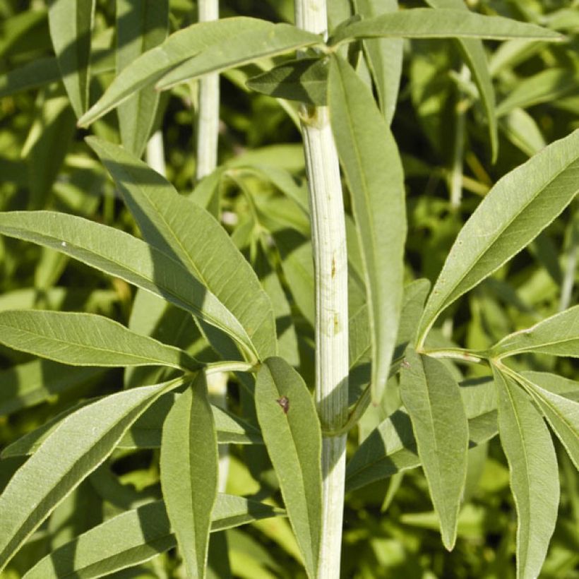 Coreopsis tripteris (Fogliame)