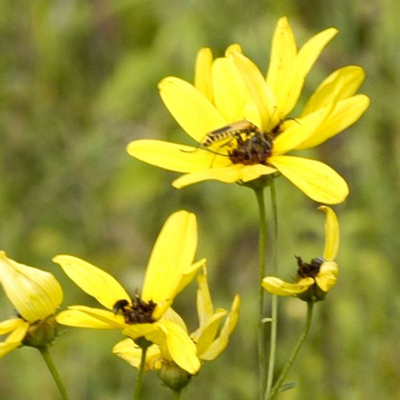 Coreopsis tripteris (Fioritura)