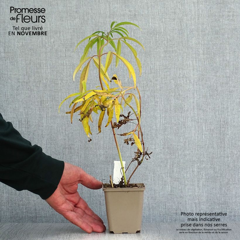 Esemplare di Coreopsis tripteris Vasetto da 8/9 cm come consegnato in autunno