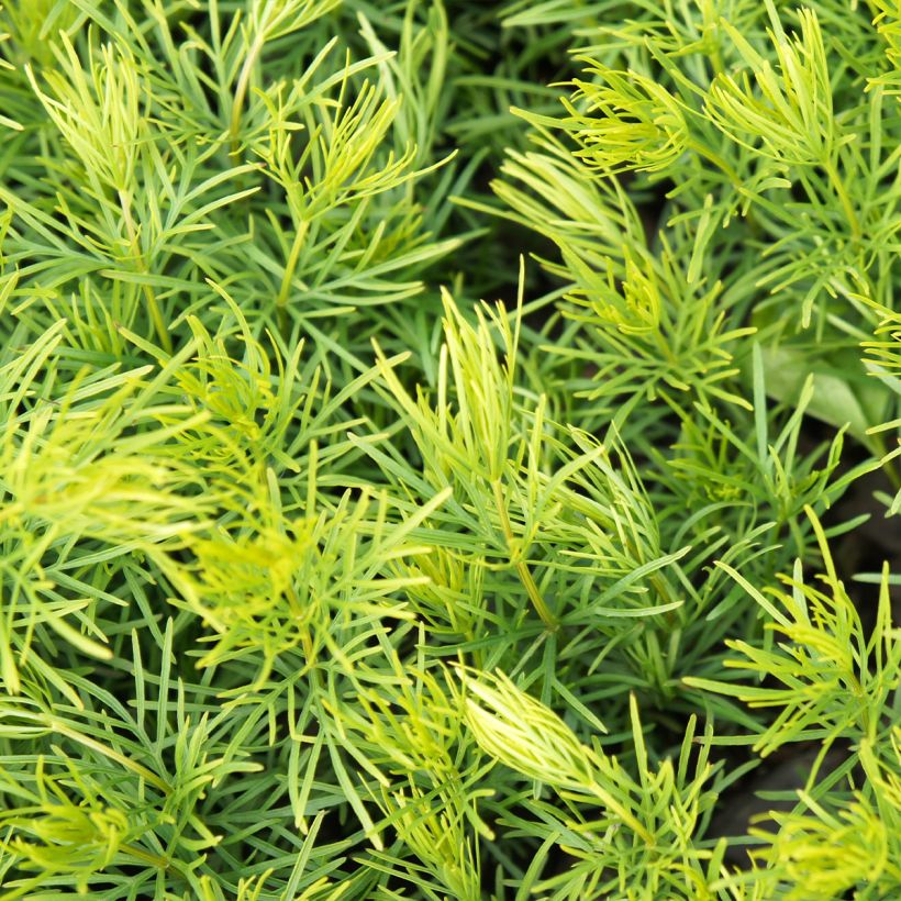 Coreopsis verticillata Sunbeam (Fogliame)