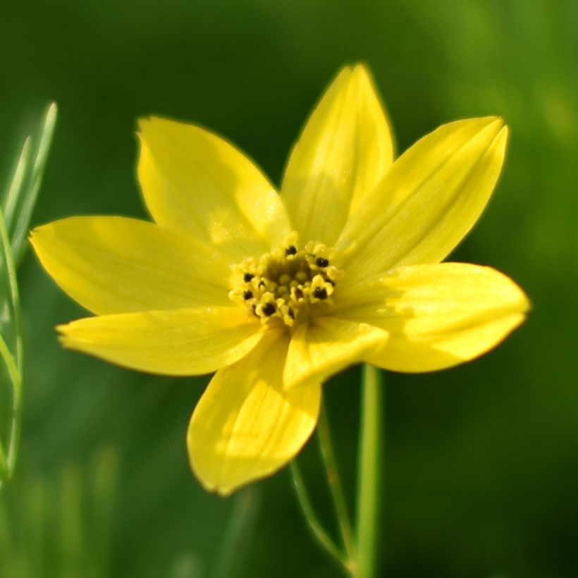 Coreopsis verticillata Sunbeam (Fioritura)