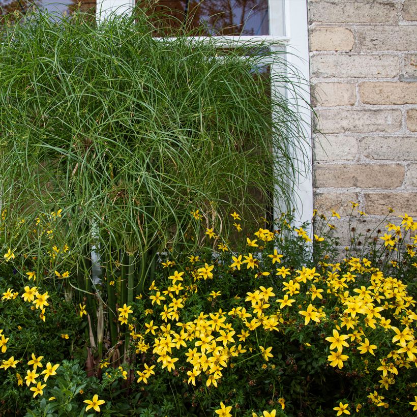 Coreopsis verticillata Sunbeam (Porto)
