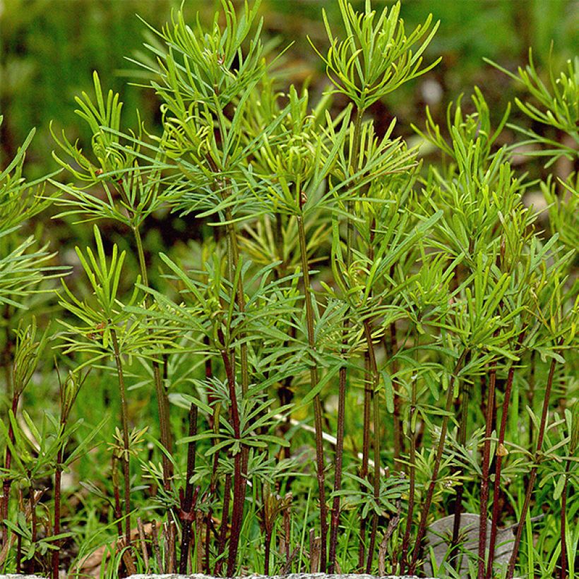 Coreopsis verticillata Bengal Tiger (Fogliame)