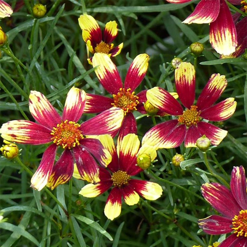 Coreopsis verticillata Bengal Tiger (Fioritura)