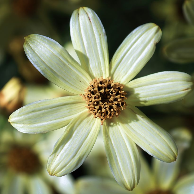 Coreopsis verticillata Moonbeam (Fioritura)