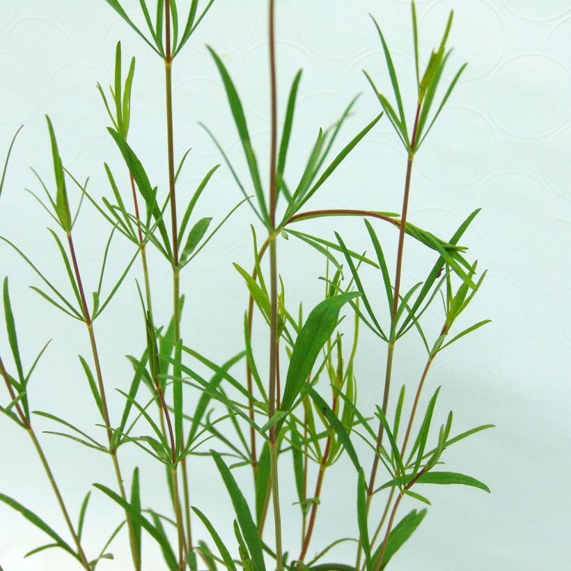 Coreopsis verticillata Moonbeam (Fogliame)