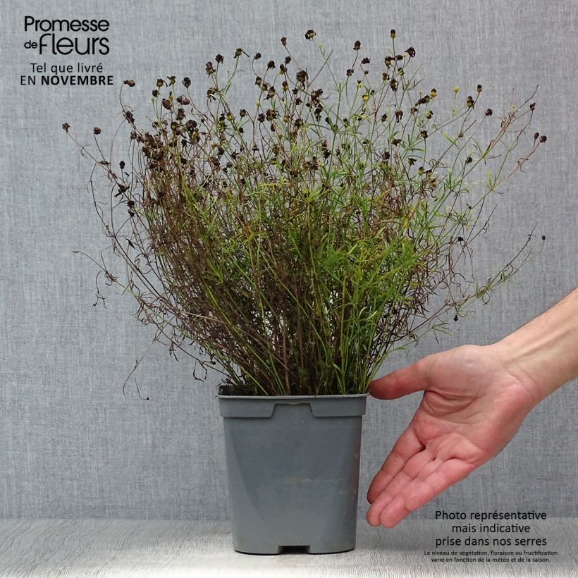 Esemplare di Coreopsis verticillata Moonbeam Vaso da 2L/3L come consegnato in autunno