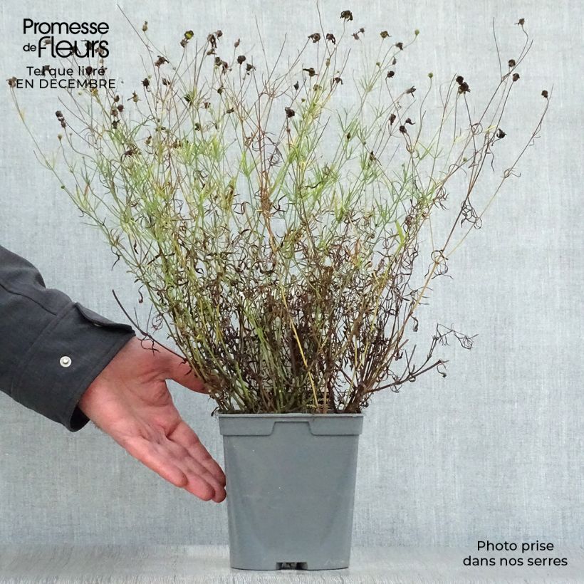 Coreopsis verticillata Moonbeam Vaso da 2L/3L esemplare consegnato in inverno