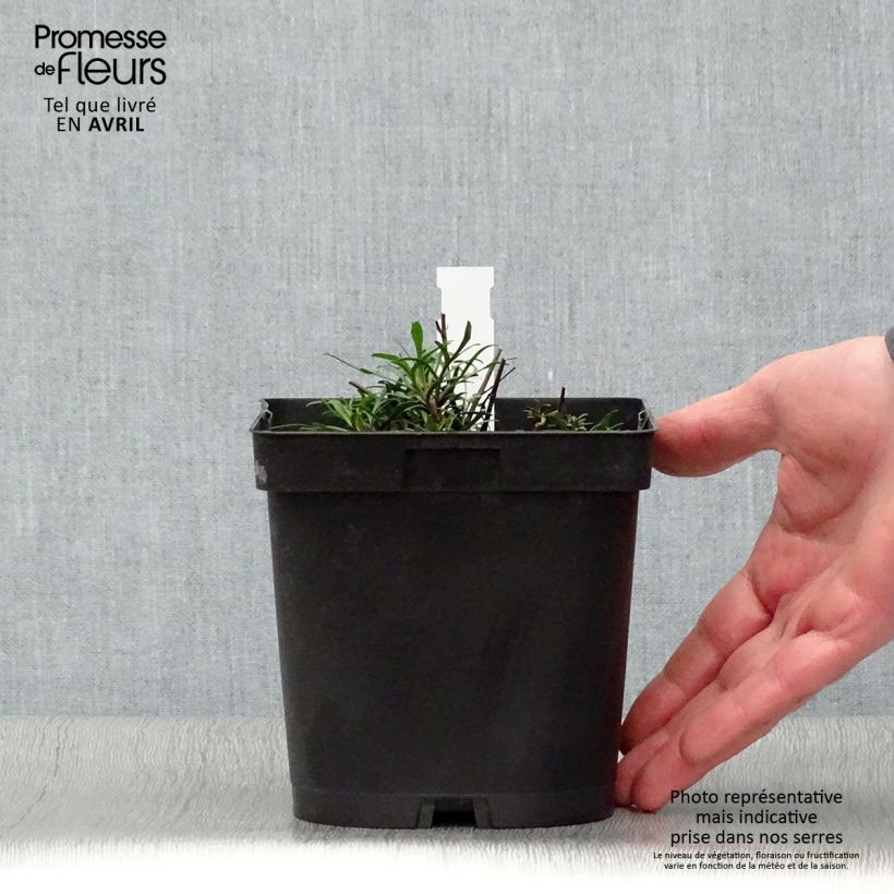 Coreopsis verticillata Moonbeam Vaso da 2L/3L esemplare consegnato in primavera