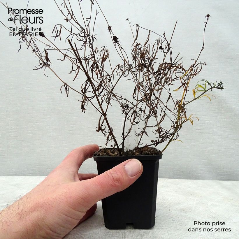 Coreopsis verticillata Moonbeam Vasetto da 7/8 cm esemplare consegnato in inverno