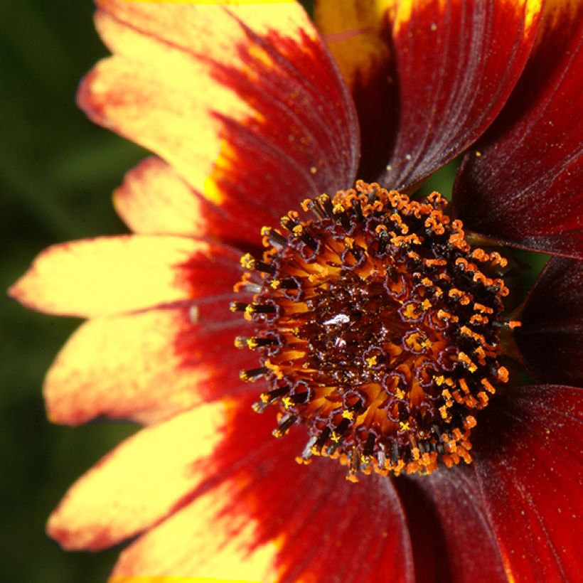 Coreopsis verticillata Route 66 (Fioritura)