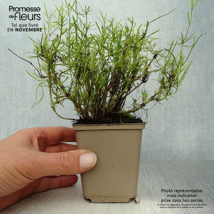 Esemplare di Coreopsis verticillata Route 66 Vasetto da 8/9 cm come consegnato in autunno