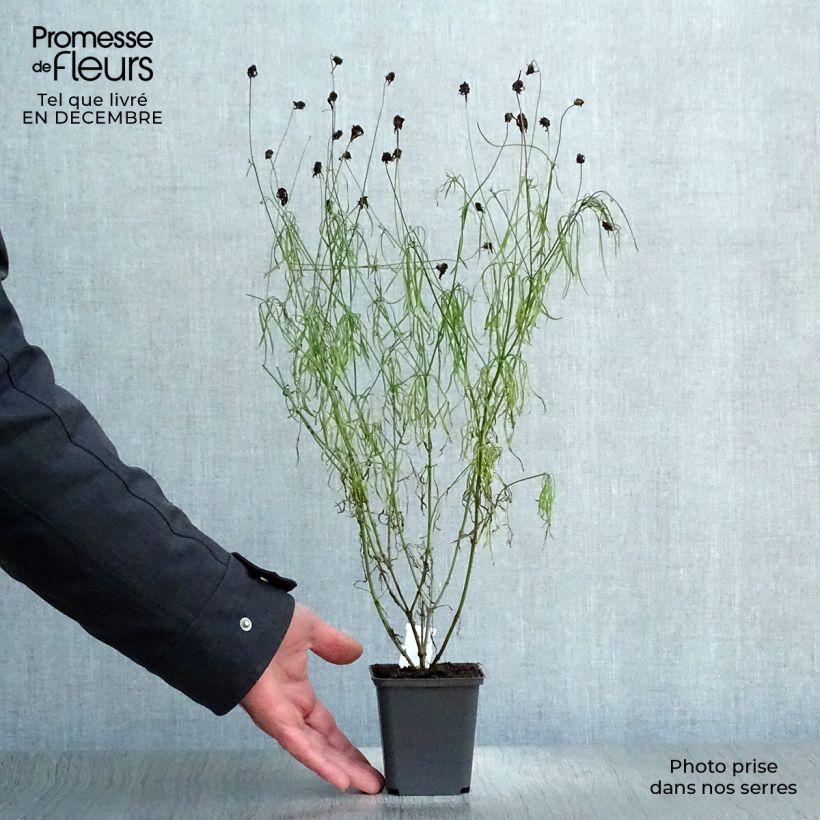 Coreopsis verticillata Route 66 Vasetto da 8/9 cm esemplare consegnato in inverno