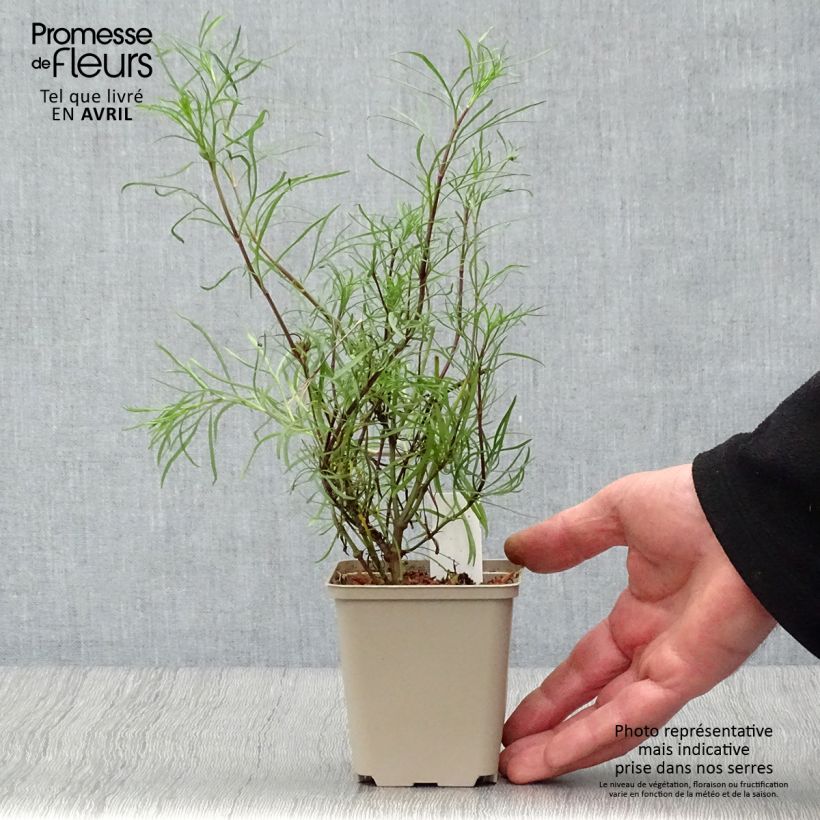 Coreopsis verticillata Route 66 Vasetto da 8/9 cm esemplare consegnato in primavera