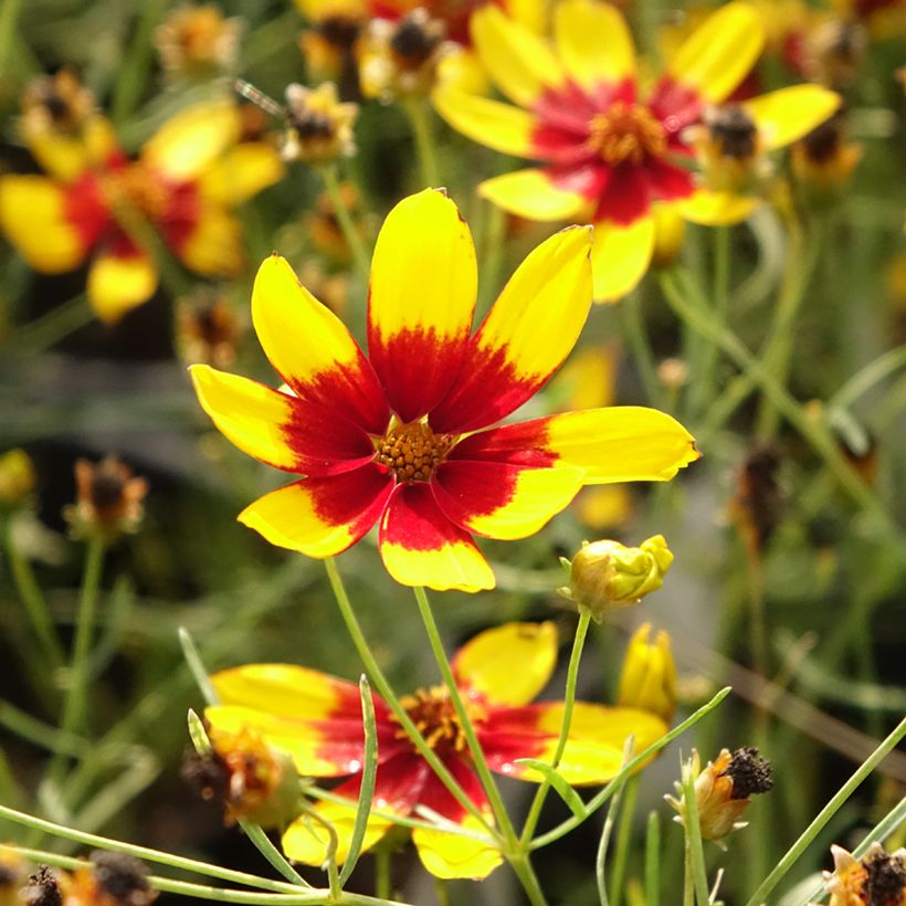Coreopsis verticillata S&S Curry Up (Fioritura)