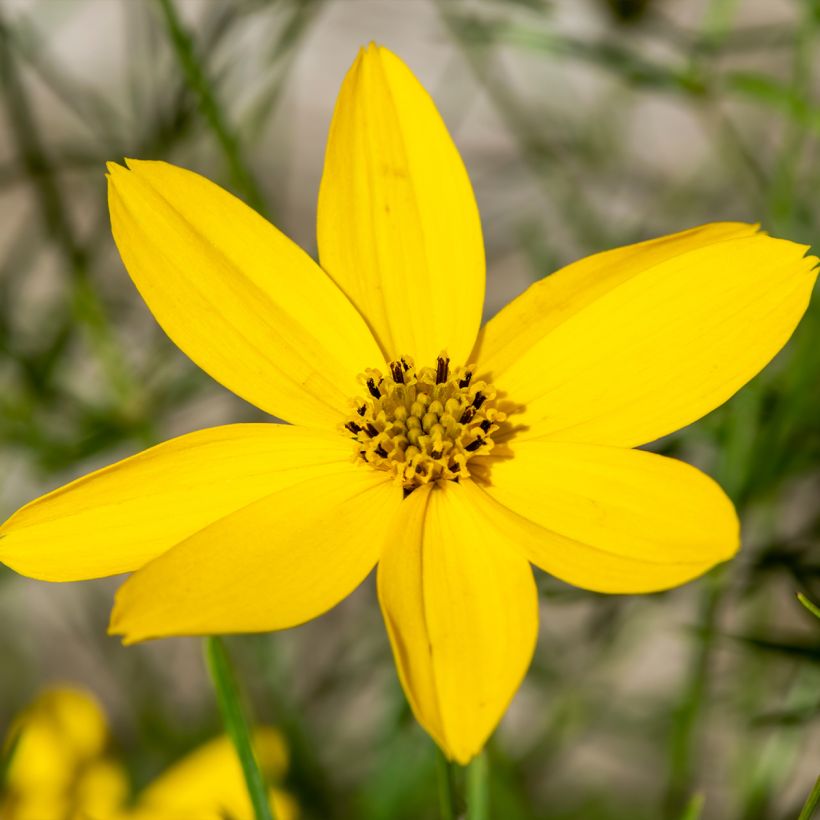 Coreopsis verticillata Zagreb (Fioritura)