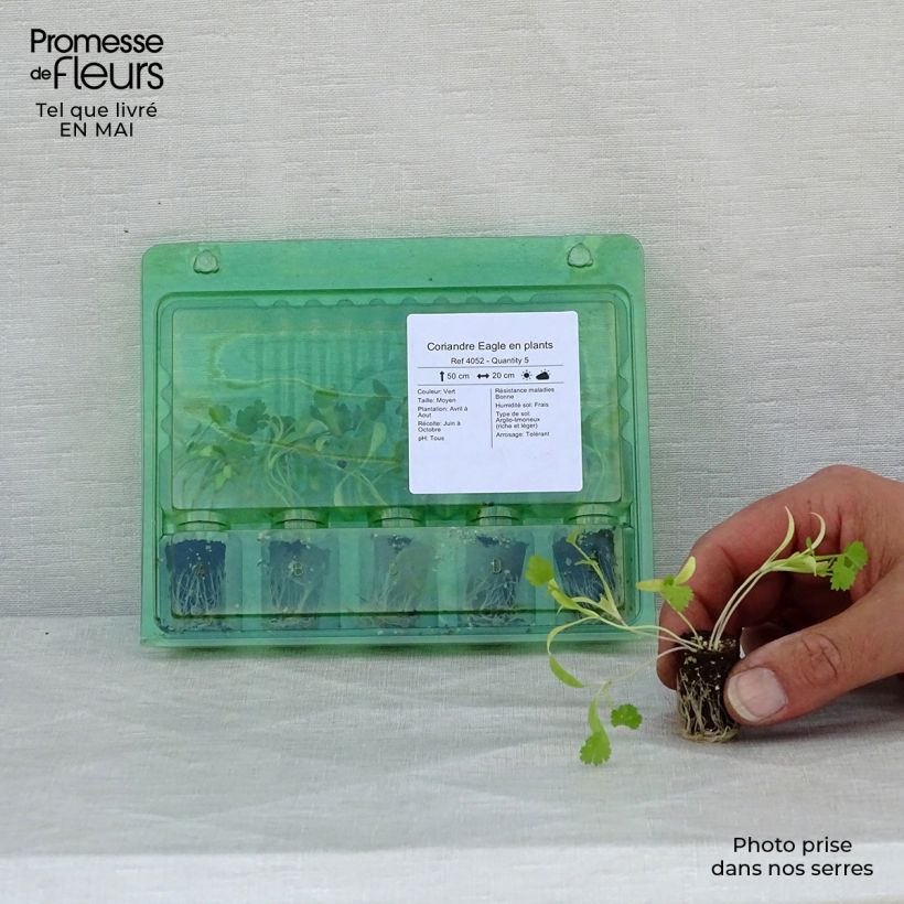 Coriandolo Eagle Mini zolla Ø 1,5/2,5 cm esemplare consegnato in primavera