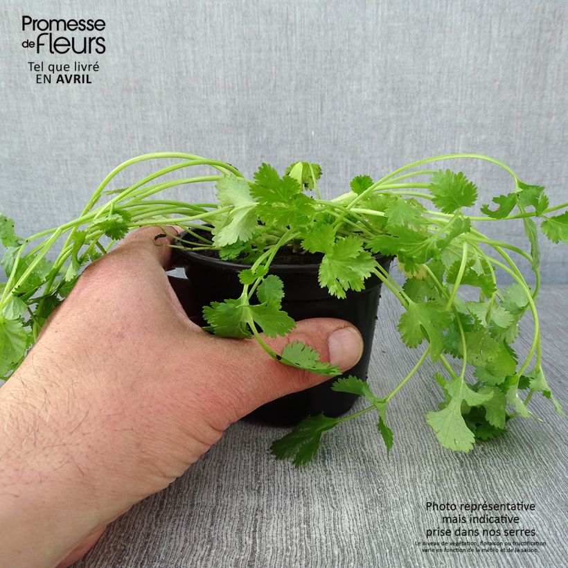 Coriandolo Eagle Vasetto da 8/9 cm esemplare consegnato in primavera