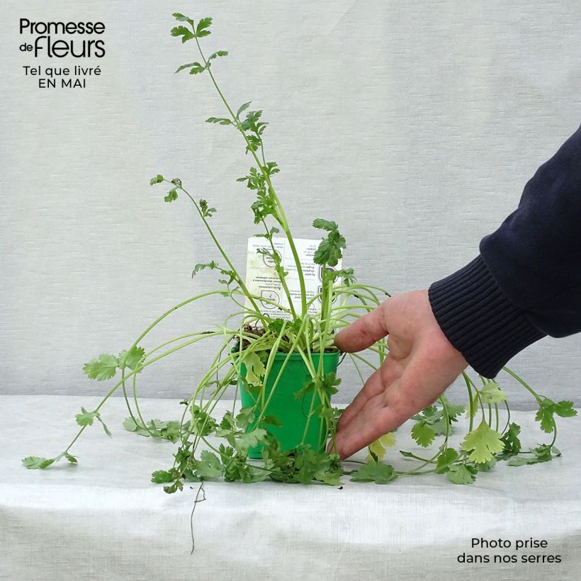 Coriandolo (piante) Vaso da Ø 10 cm/11 cm esemplare consegnato in primavera