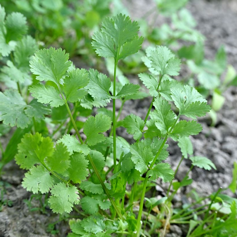 Coriandolo - Coriandrum sativum (Fogliame)