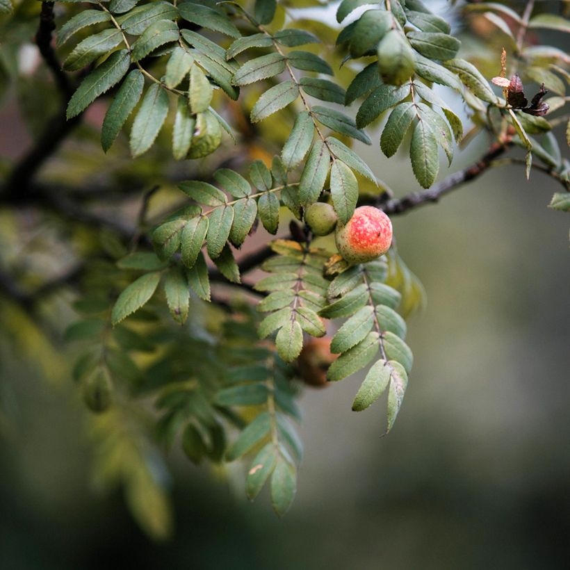 Sorbo domestico - Sorbus domestica (Fogliame)