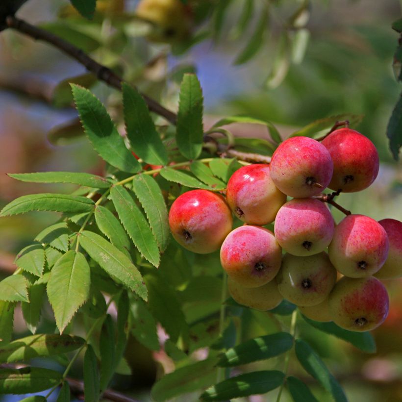 Sorbo domestico - Sorbus domestica (Raccolta)