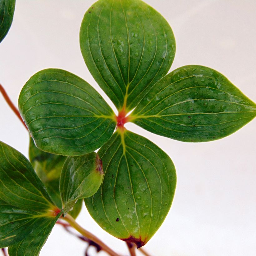 Cornus canadensis (Fogliame)