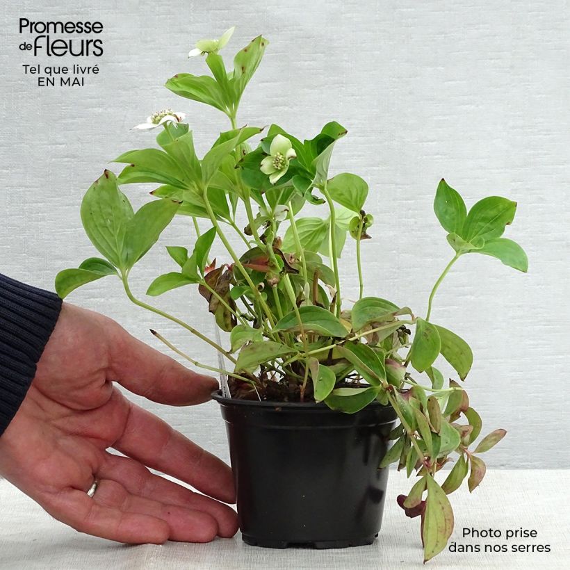 Cornus canadensis Vasetto da 8/9 cm esemplare consegnato in primavera