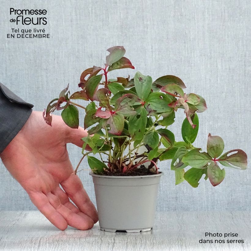 Cornus canadensis Vasetto da 8/9 cm esemplare consegnato in inverno