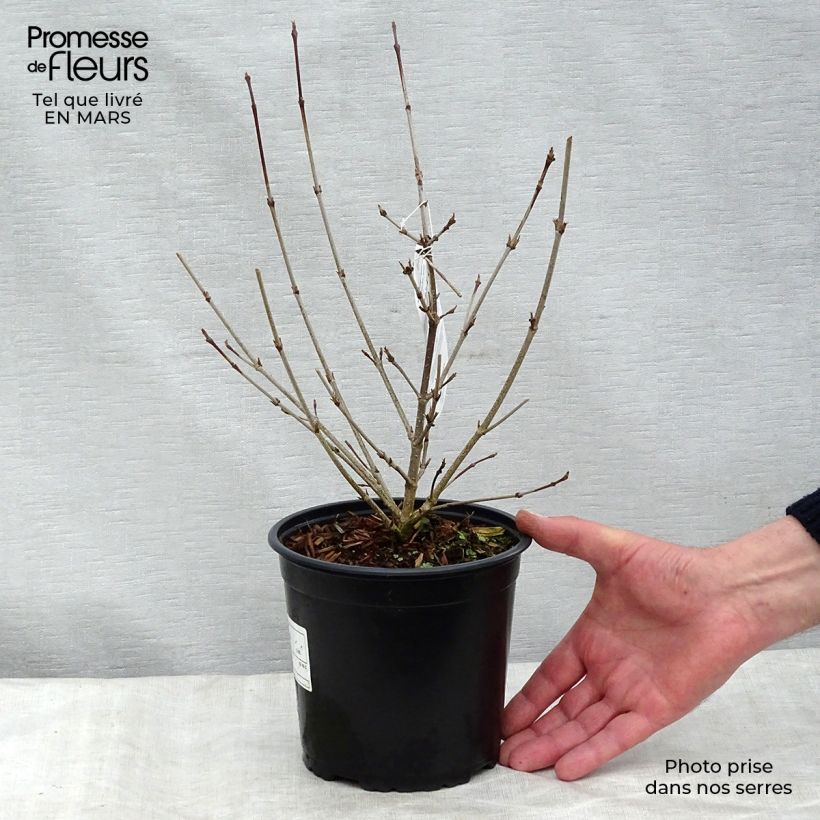 Cornus kousa Vaso da 2L/3L esemplare consegnato in inverno