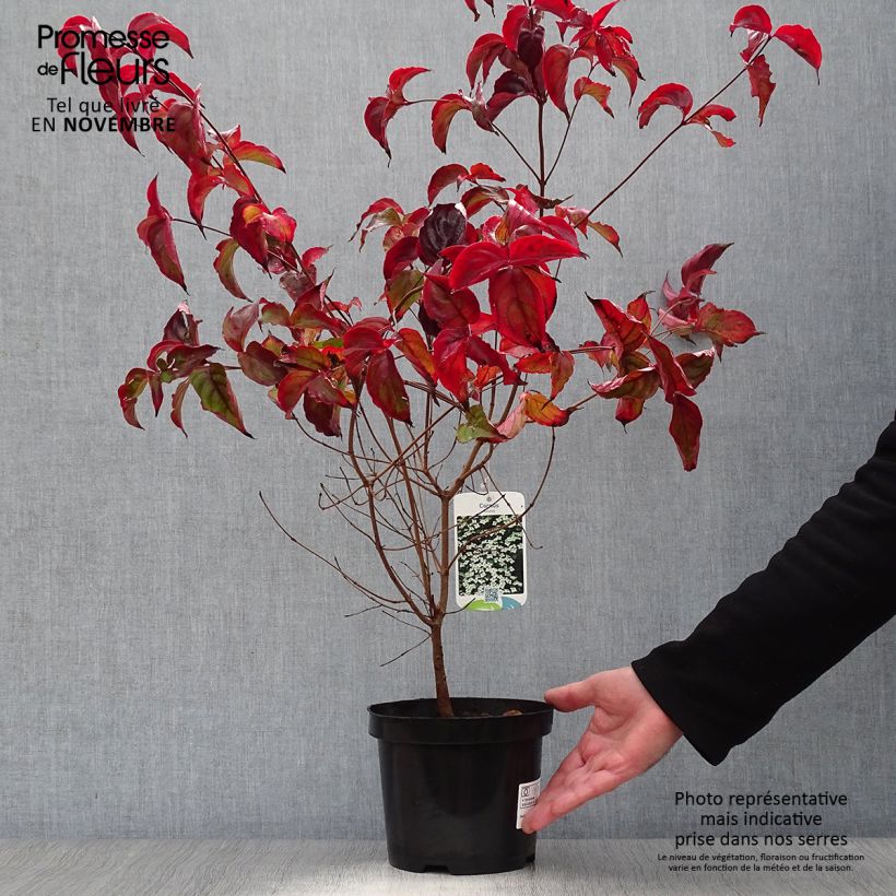 Esemplare di Cornus kousa Vaso da 2L/3L come consegnato in autunno