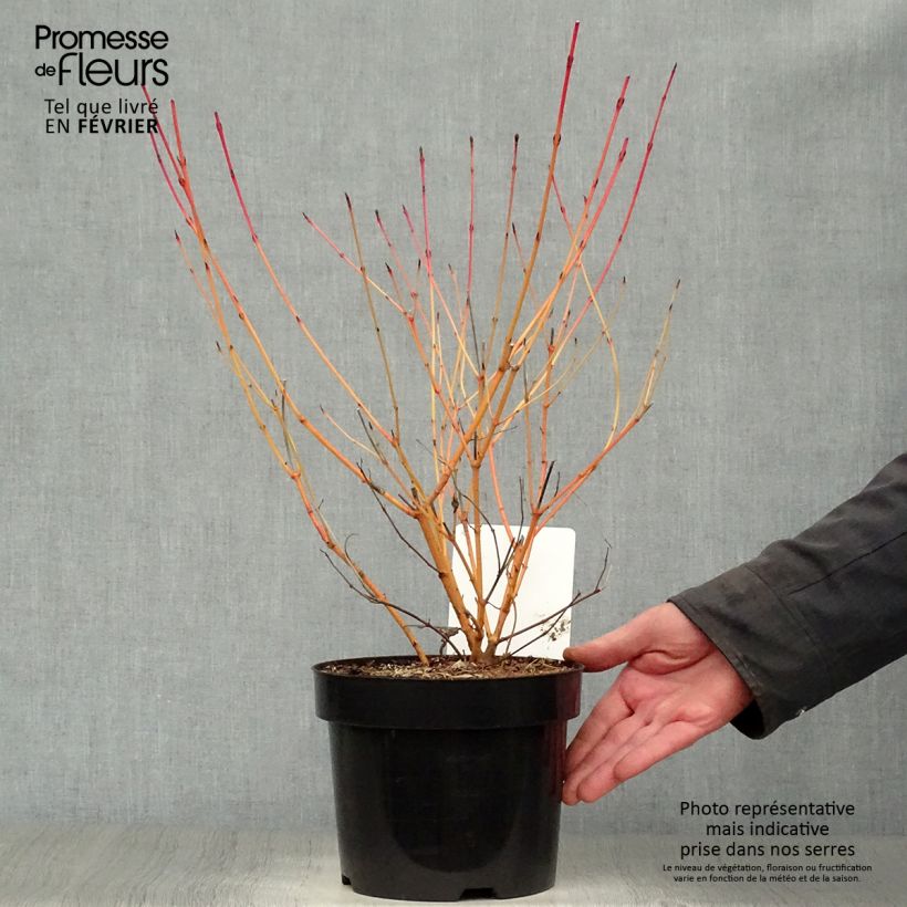 Cornus sanguinea Anny's Winter Orange Vaso da 2L/3L esemplare consegnato in inverno