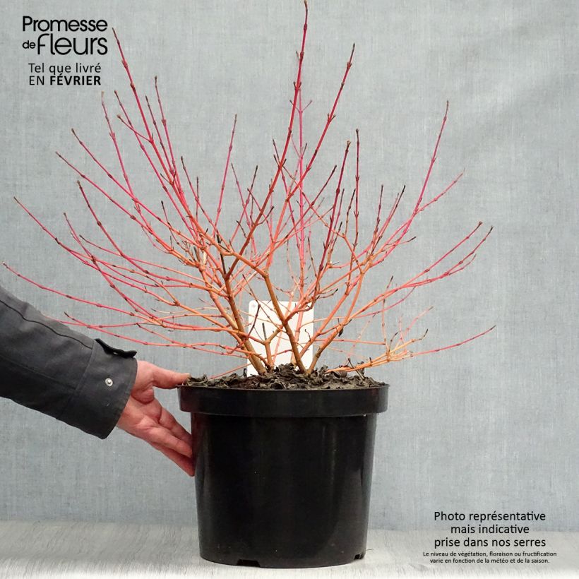 Cornus sanguinea Anny's Winter Orange Vaso da 7,5L/10L esemplare consegnato in inverno