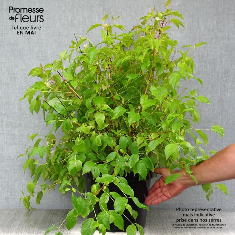 Cornus sanguinea Anny's Winter Orange Vaso da 7,5L/10L esemplare consegnato in primavera