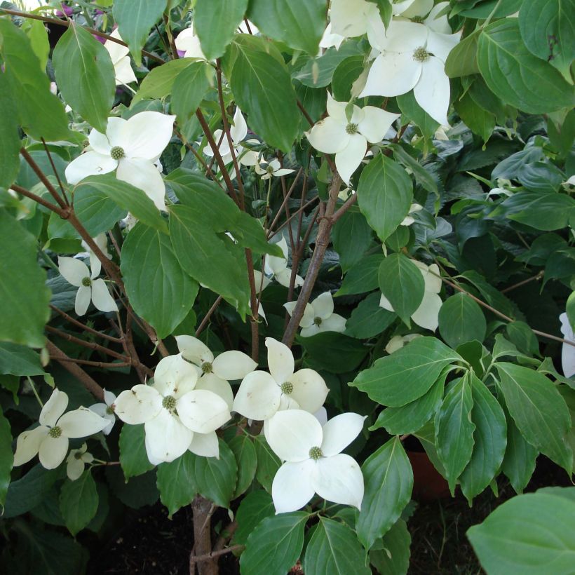Cornus Eddie's White Wonder - Corniolo da fiore (Porto)