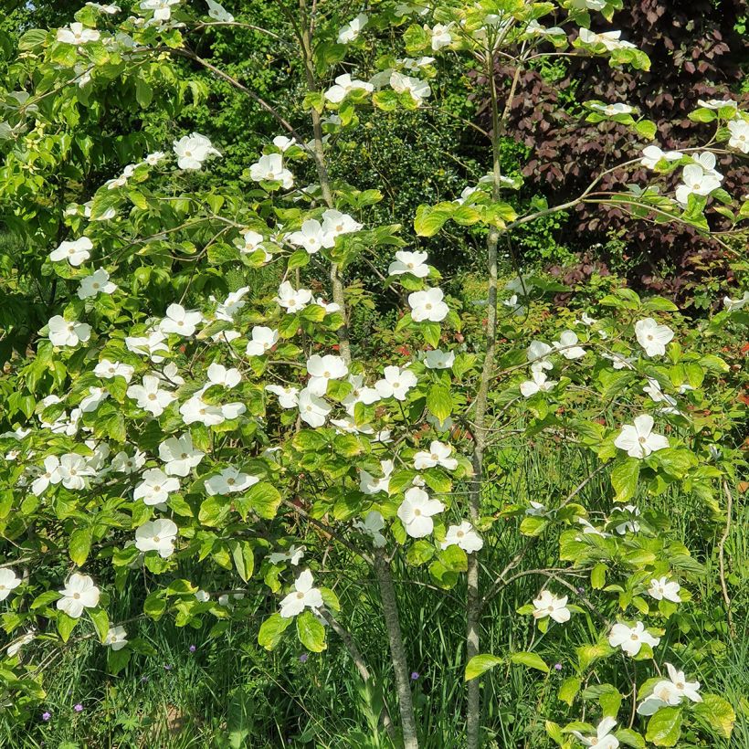 Cornus Eddie's White Wonder - Corniolo da fiore (Porto)