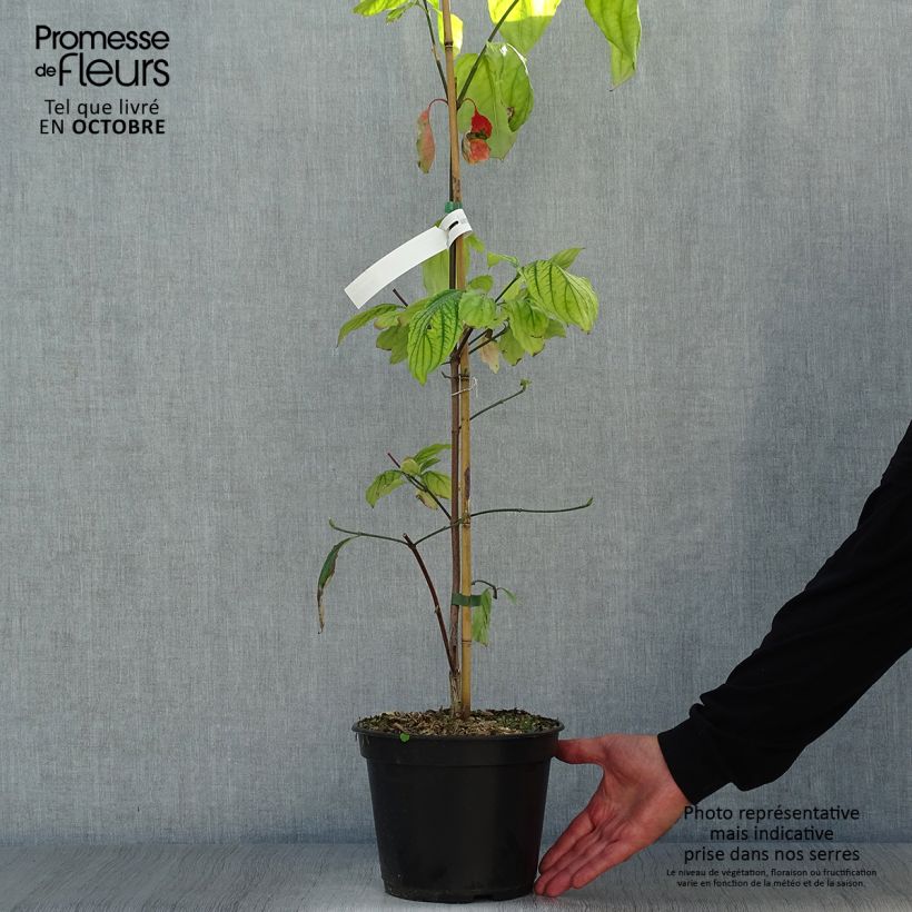 Esemplare di Cornus Eddie's White Wonder - Corniolo da fiore Vaso da 4L/5L come consegnato in autunno