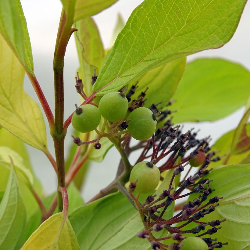 Cornus alba Aurea (Raccolta)