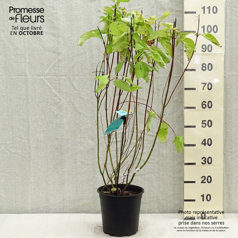 Esemplare di Cornus alba Aurea Vaso da 7,5L/10L come consegnato in autunno