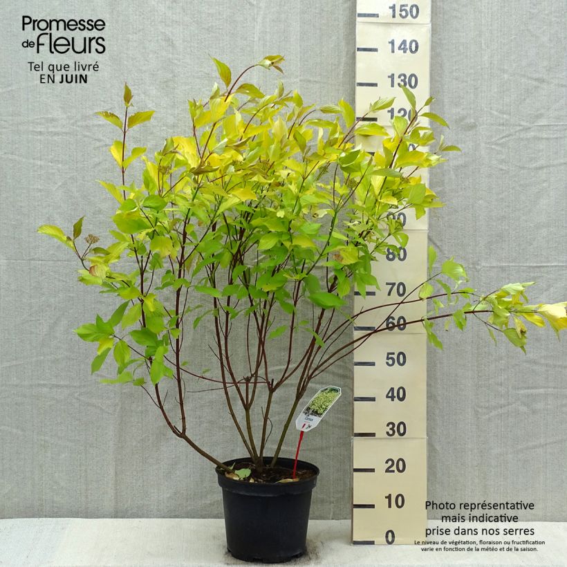 Cornus alba Aurea Vaso da 7,5L/10L esemplare consegnato in primavera