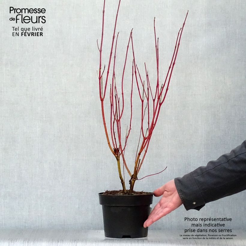 Cornus alba Aurea Vaso da 2L/3L esemplare consegnato in inverno