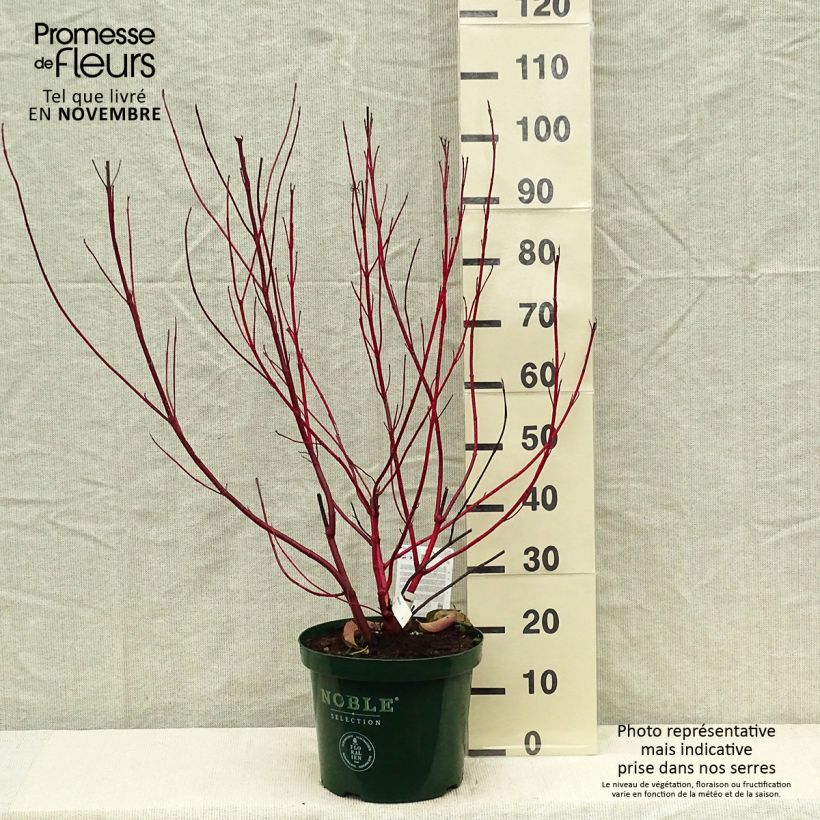 Esemplare di Cornus alba Baton Rouge Vaso da 4L/5L come consegnato in autunno