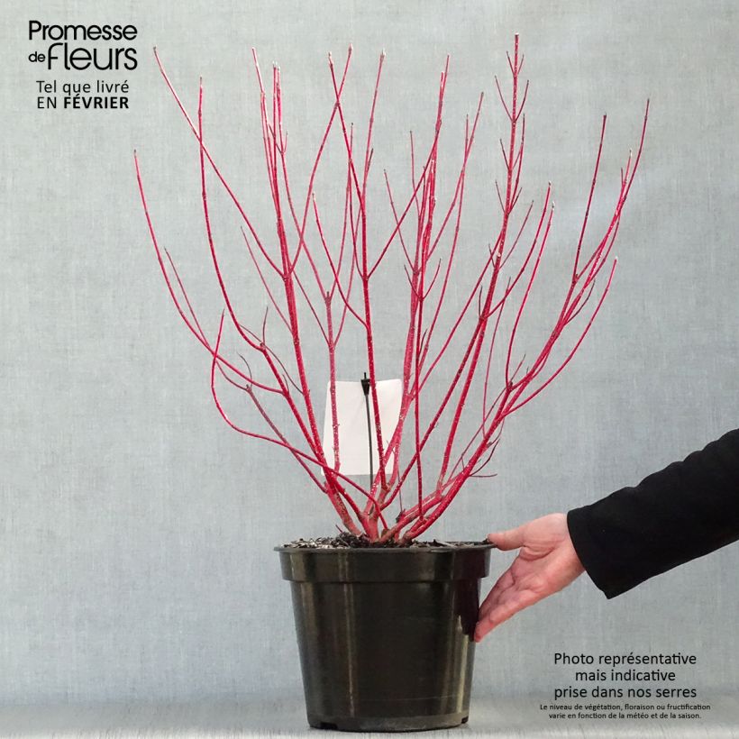 Cornus alba Baton Rouge Vaso da 4L/5L esemplare consegnato in inverno