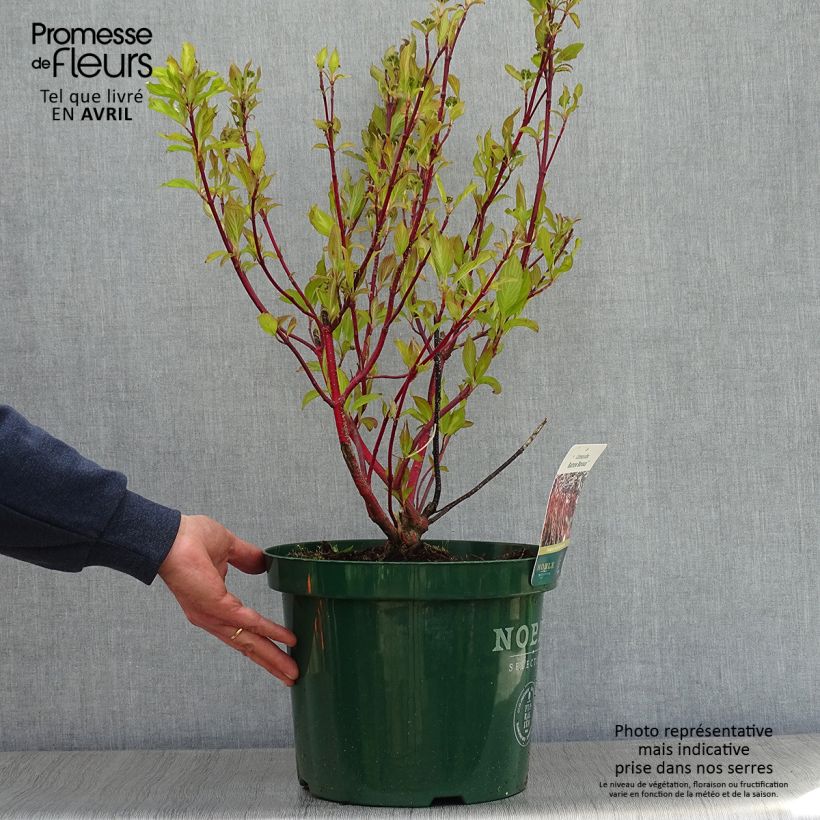 Cornus alba Baton Rouge Vaso da 4L/5L esemplare consegnato in primavera