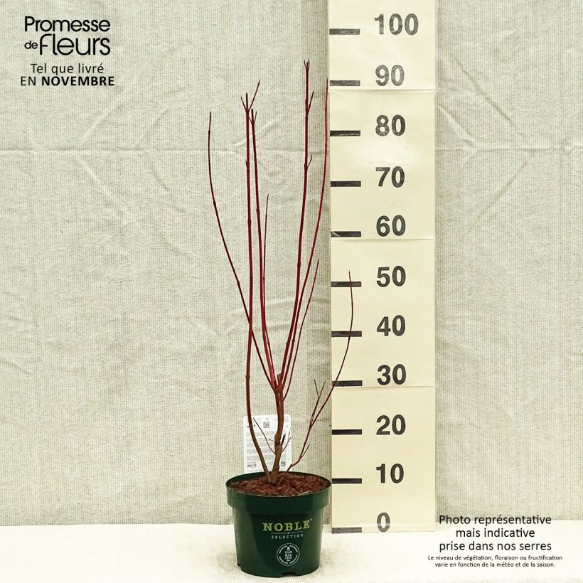 Esemplare di Cornus alba Baton Rouge Vaso da 2L/3L come consegnato in autunno