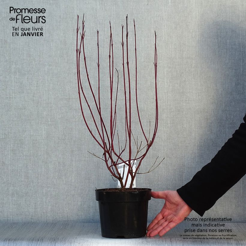 Cornus alba Cream Cracker Vaso da 2L/3L esemplare consegnato in inverno