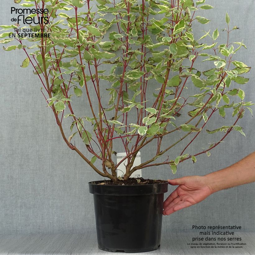 Esemplare di Cornus alba Cream Cracker Vaso da 7,5L/10L come consegnato in autunno