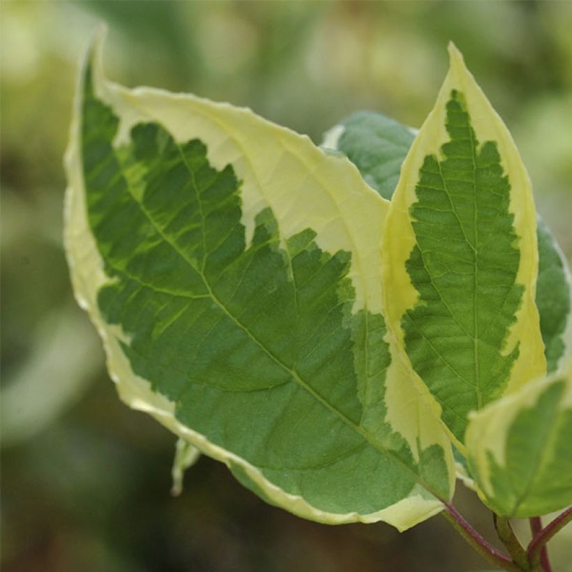 Cornus alba Cream Cracker (Fogliame)
