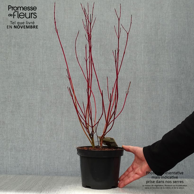 Esemplare di Cornus alba Elegantissima Vaso da 2L/3L come consegnato in autunno