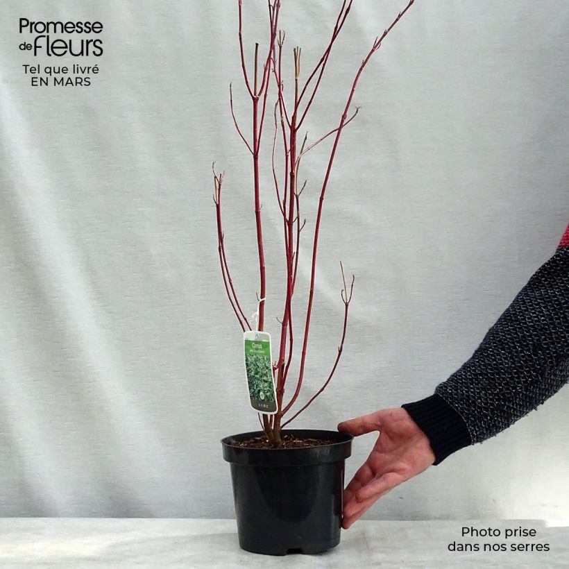 Cornus alba Elegantissima Vaso da 7,5L/10L esemplare consegnato in inverno